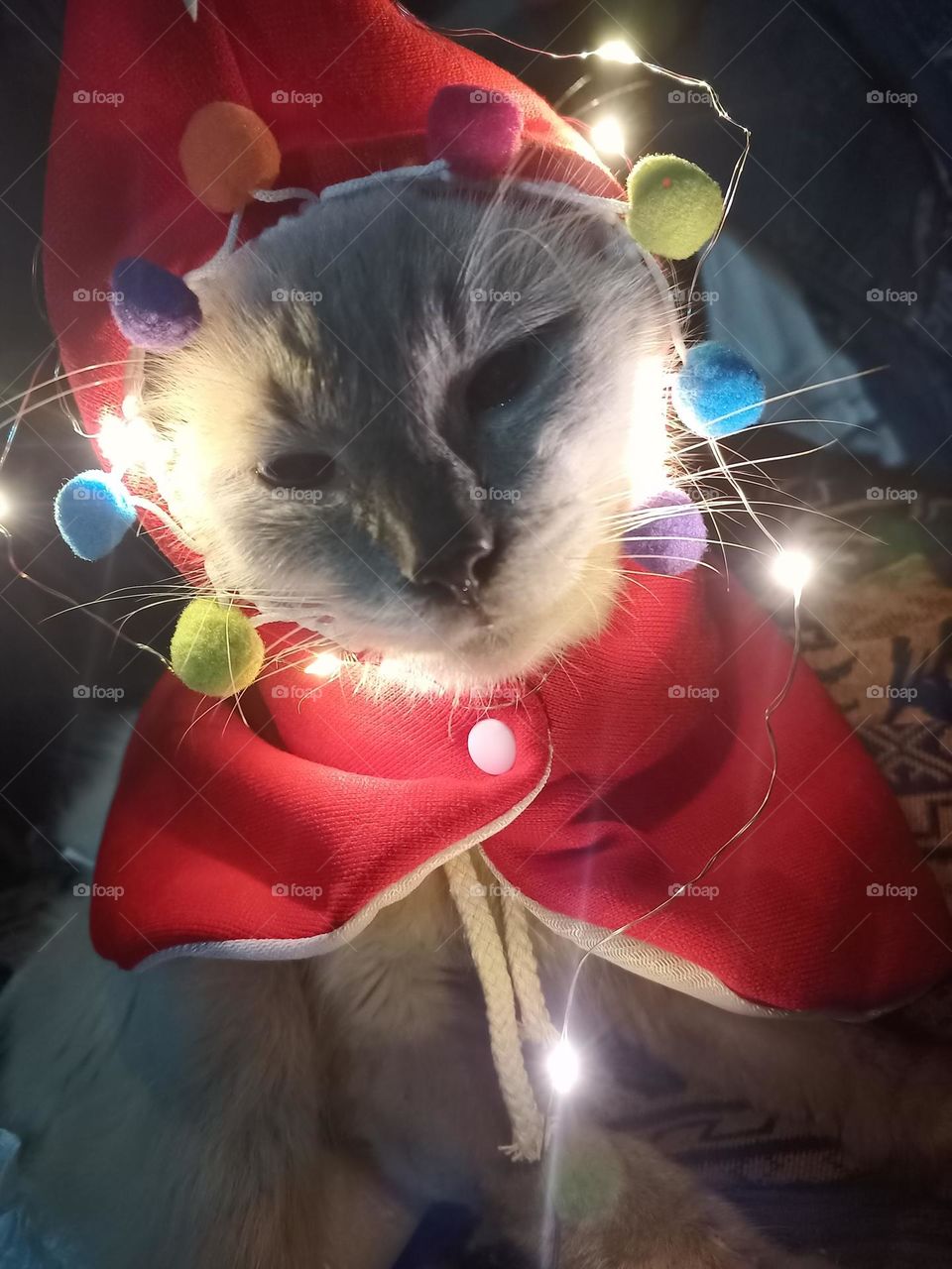 cat christmas 3
