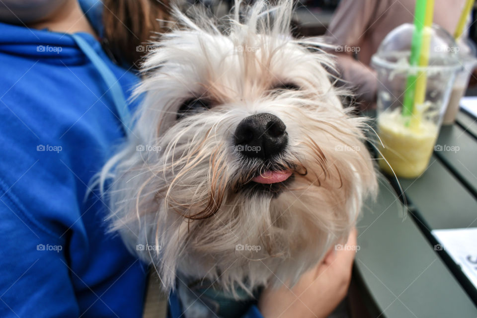 White Terrier Dog Enjoying A Neck Rub