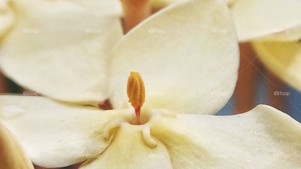 blooming on sunday morning