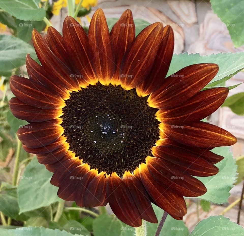 MAJESTIC SUNFLOWERS- ALL NATURAL