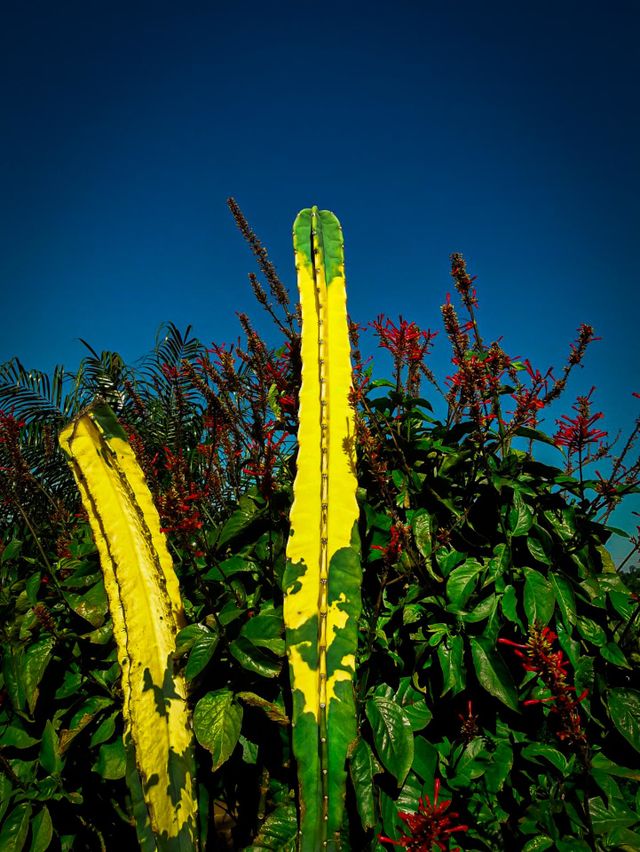 Cacto amarelo