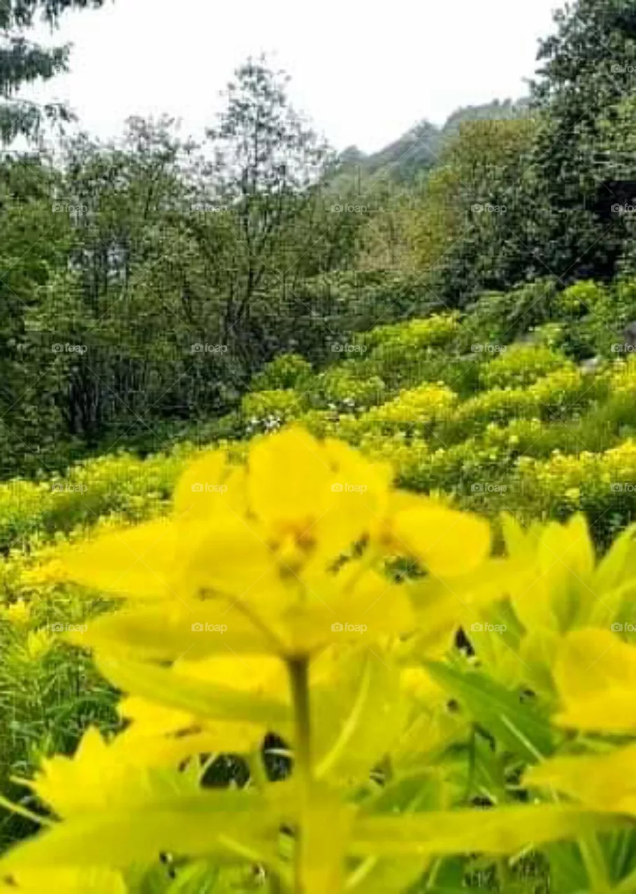 yellow flowers