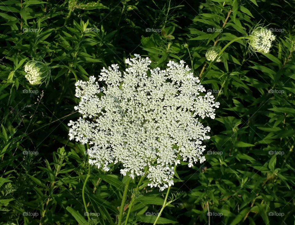 Snowflakes in Summer