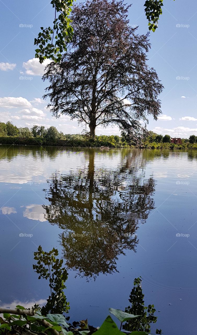 deux arbre sur un lac