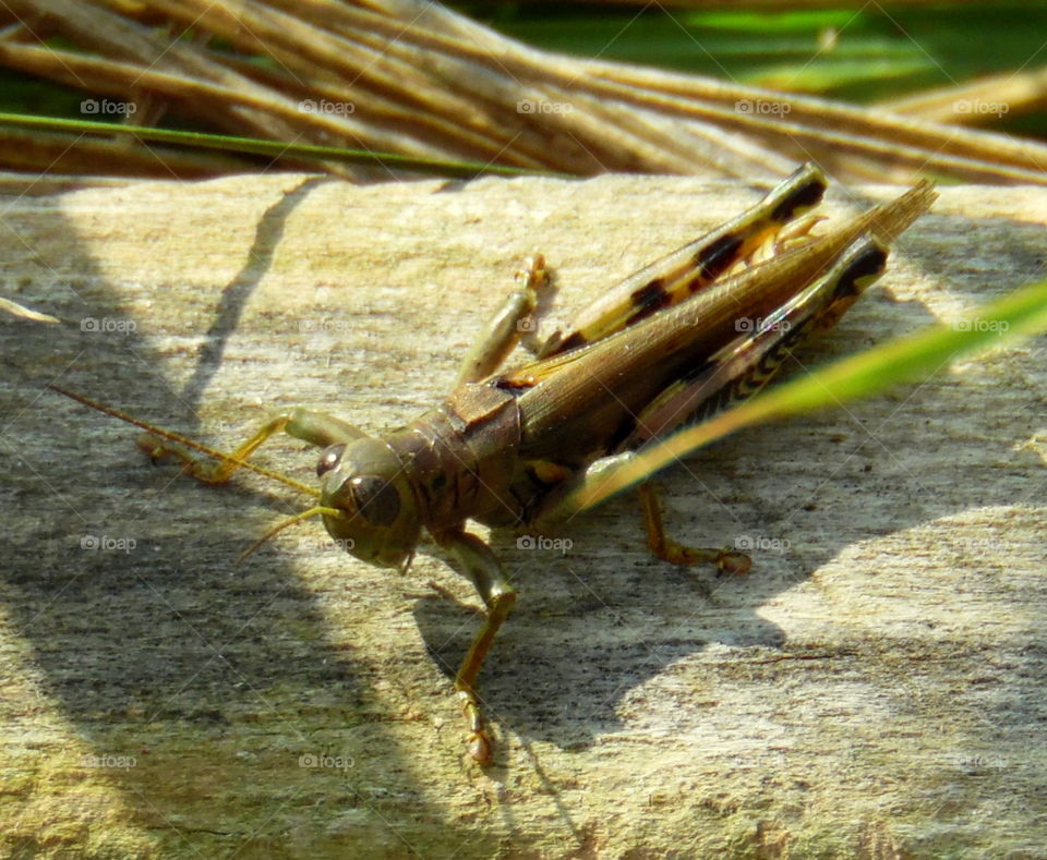 This is a little green grasshopper sitting on a log on a warm sunny summer day in the country of Indiana.