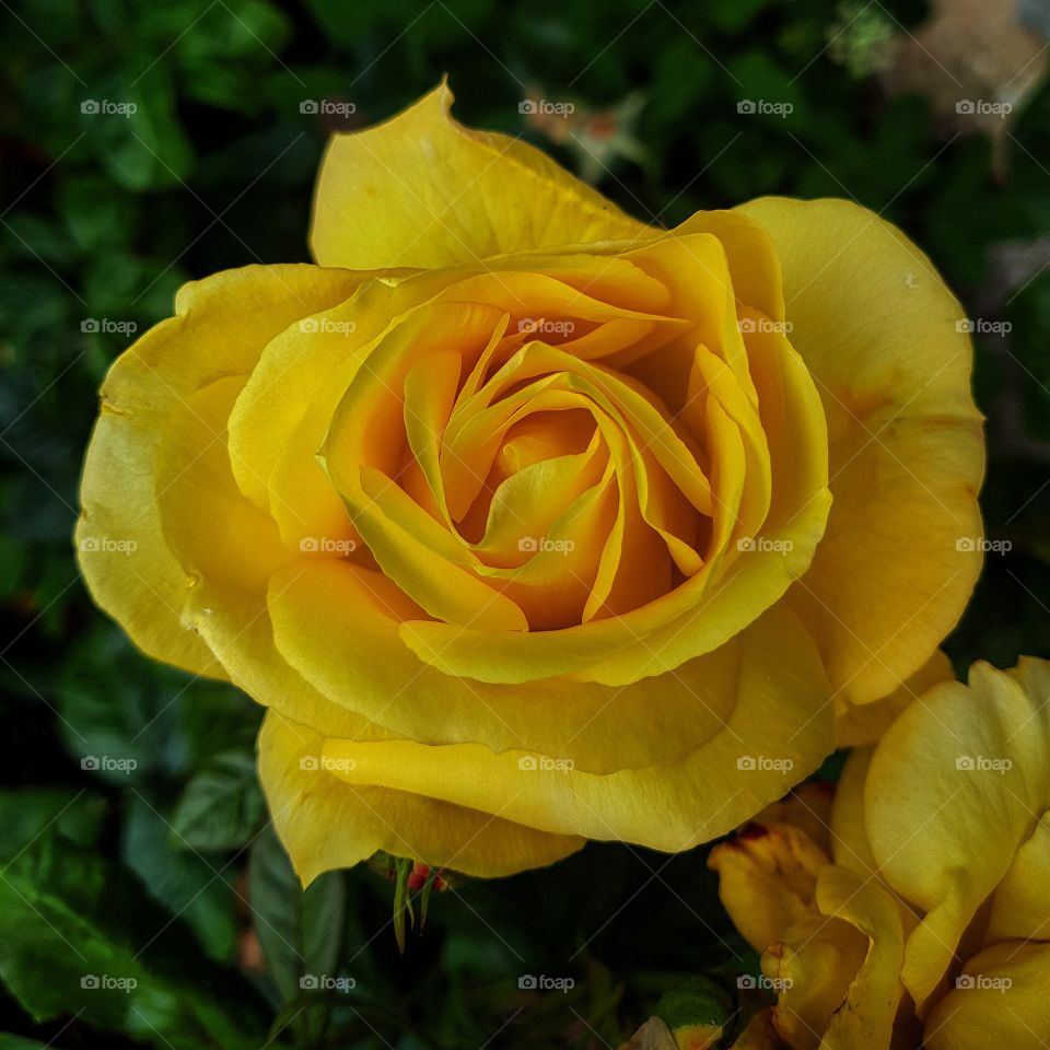 Yellow Rose