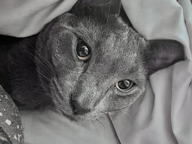 Cat’s eyes