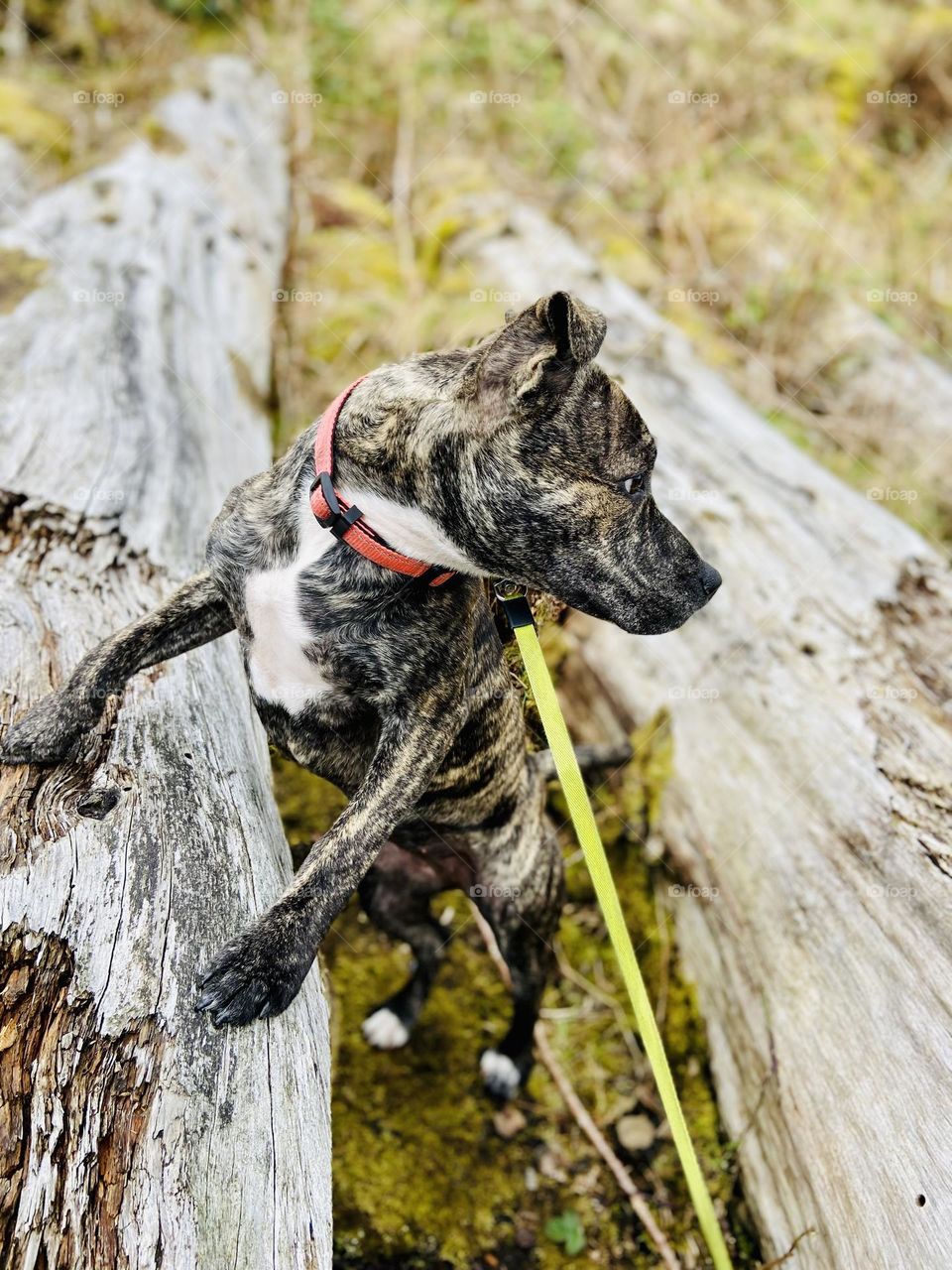 Happy puppy today! Enjoying the sunshine☀️