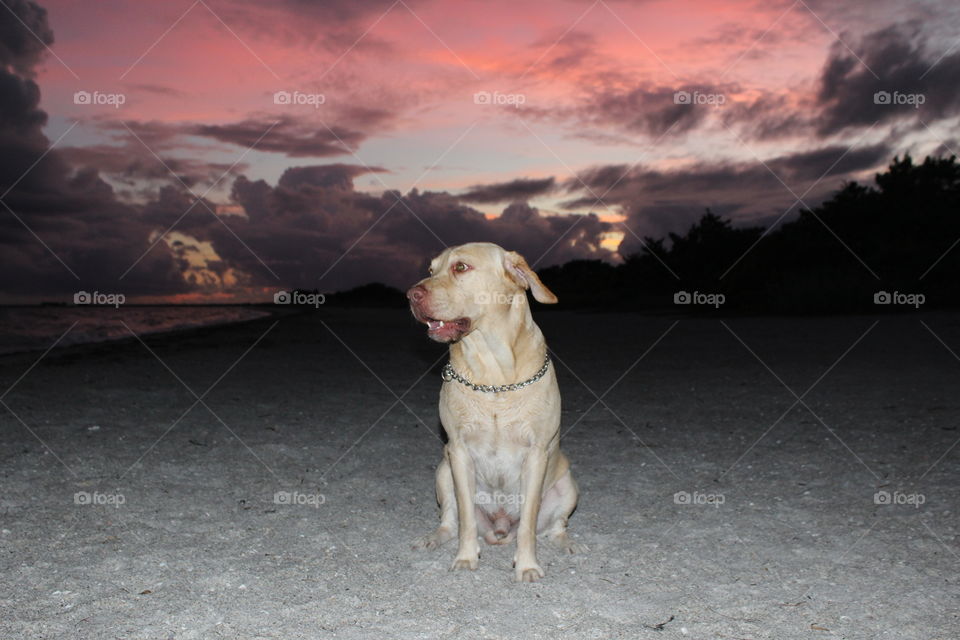 Labrador on the beach at sun set