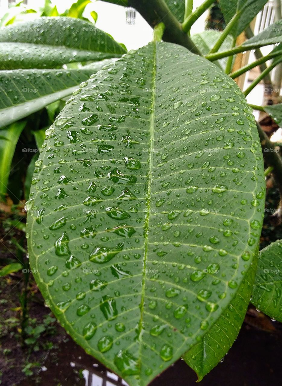 largo leaf with raindrops