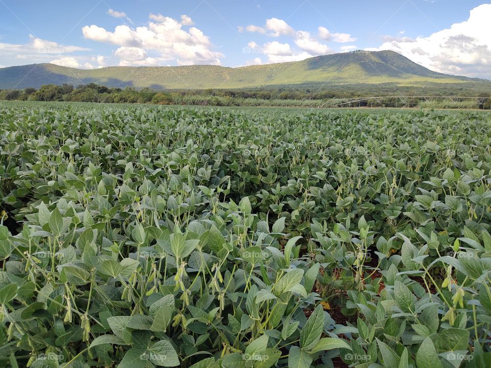 Soybean Field
