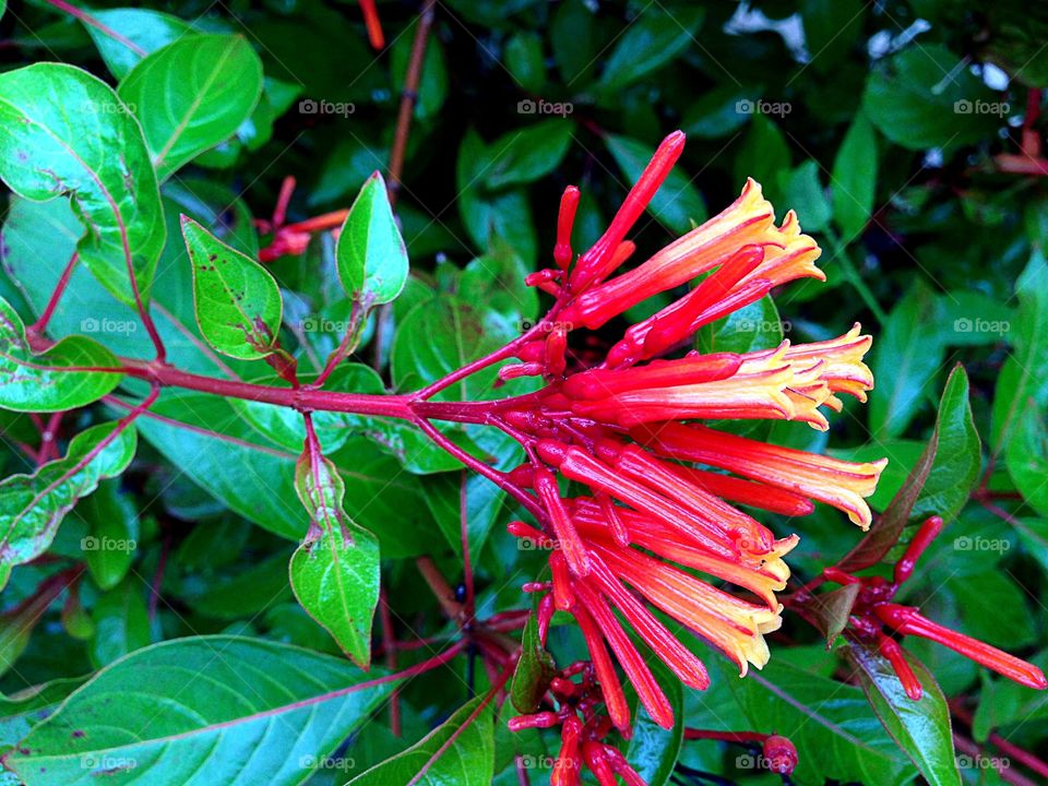 Fire bush flowers display red and yellow Autumn colors.