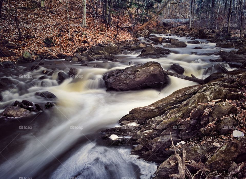 Stream flowing in forest