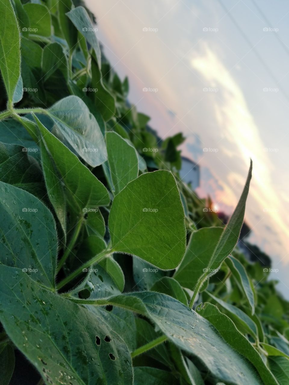 Leaf, Nature, Flora, Growth, No Person