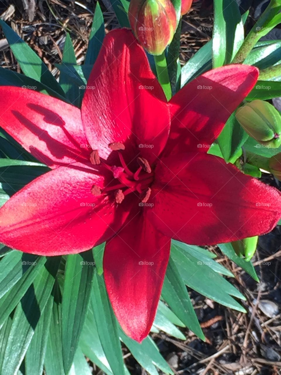 Red flower