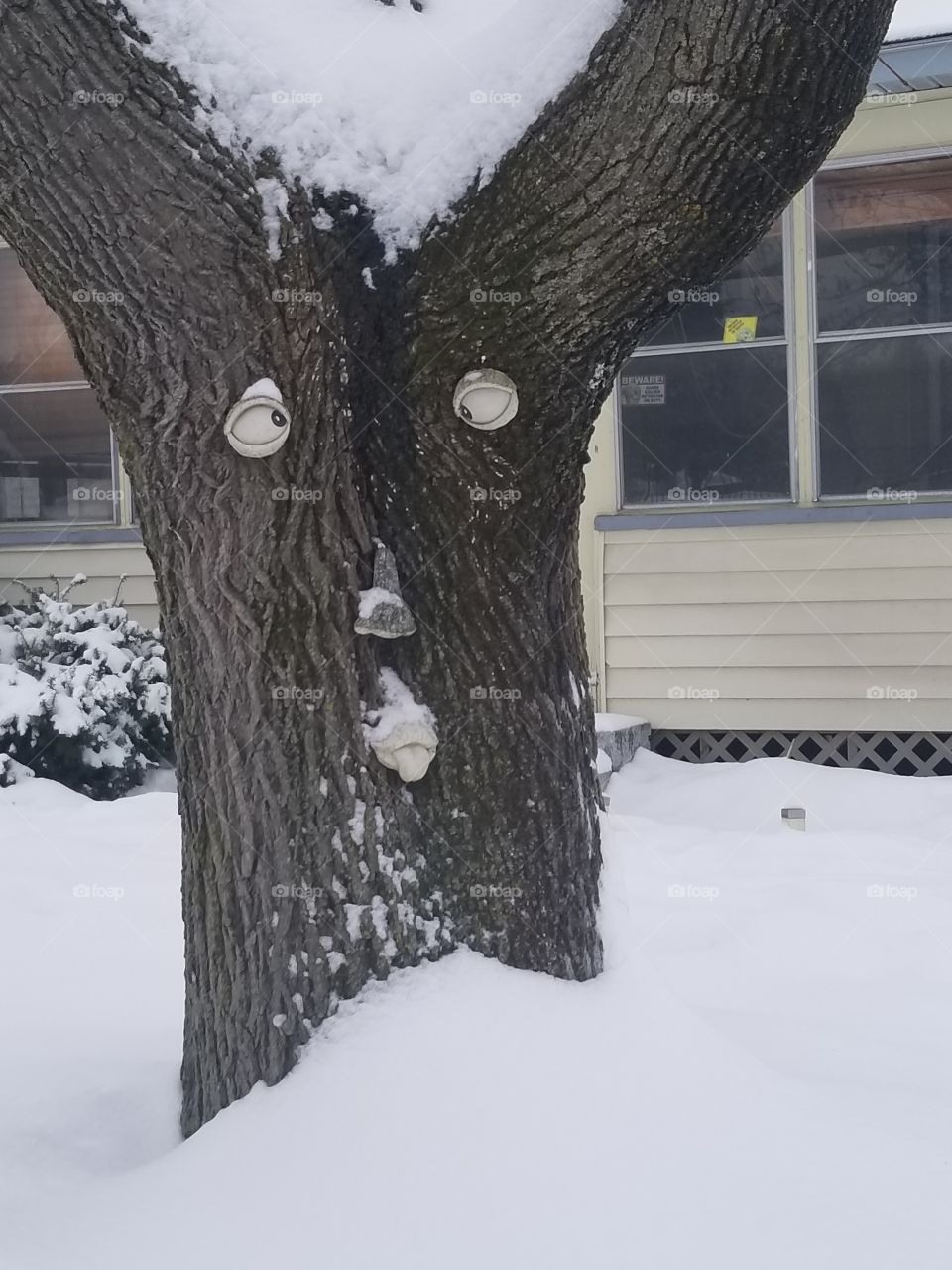 tree face