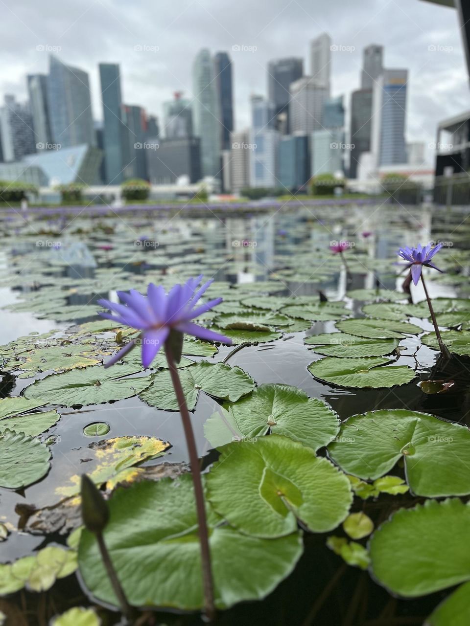 Singapore skyline 