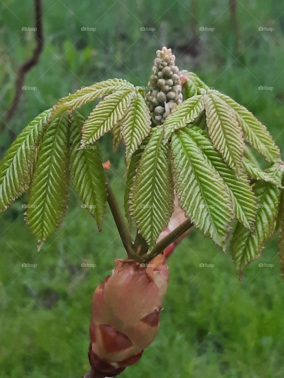 fresh green leaves of budding  horse chestnut