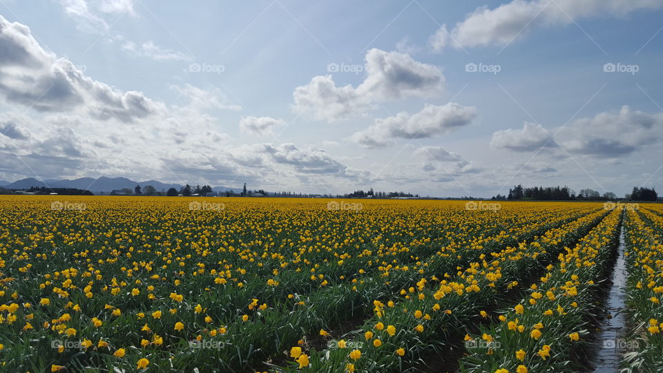 daffodil field
