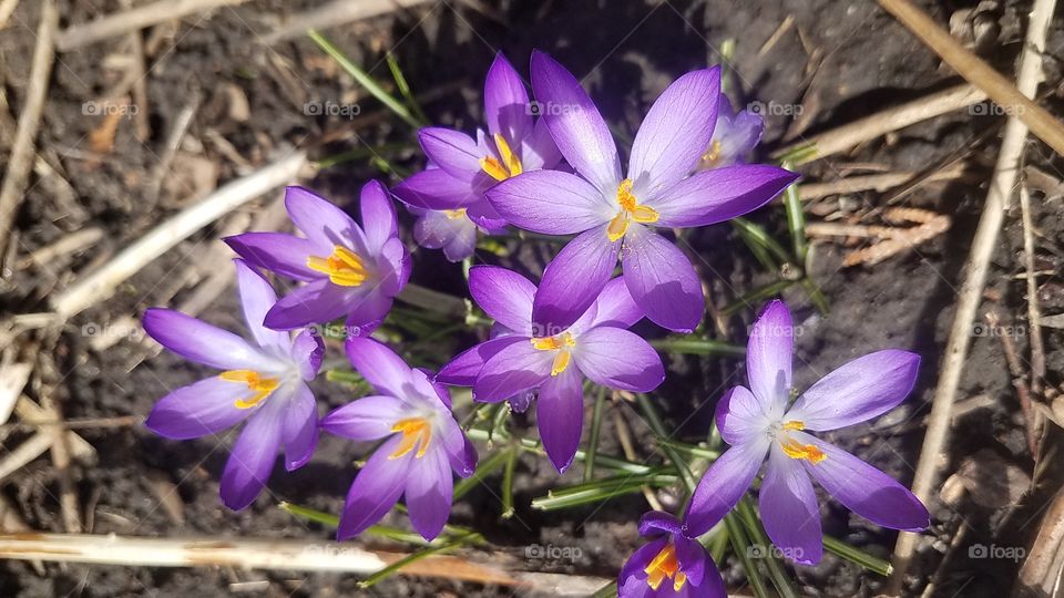 Crocus