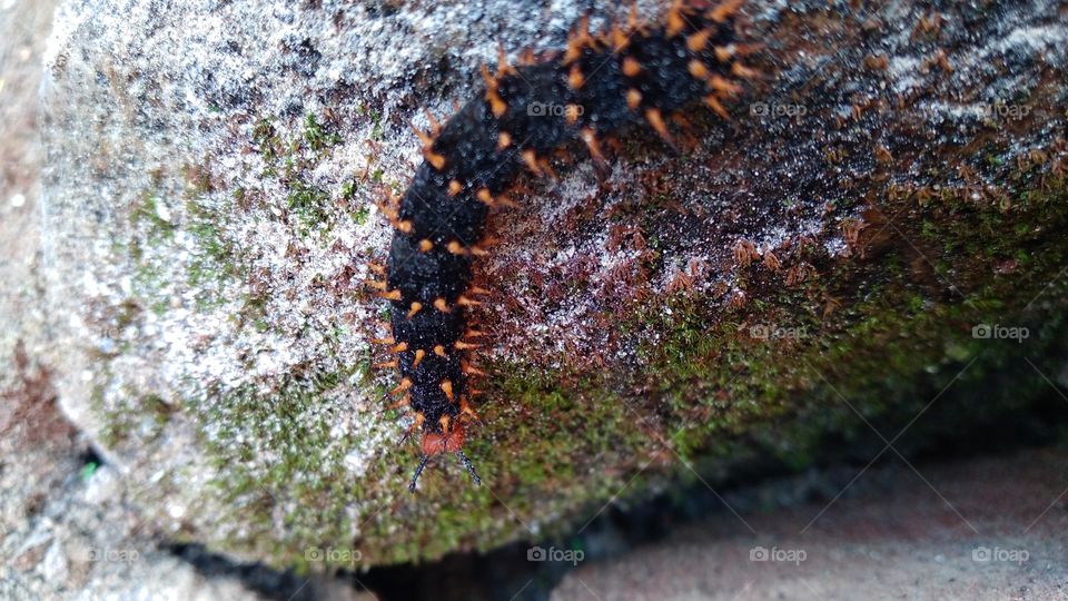 Caterpillars crawling on a mossy rock.