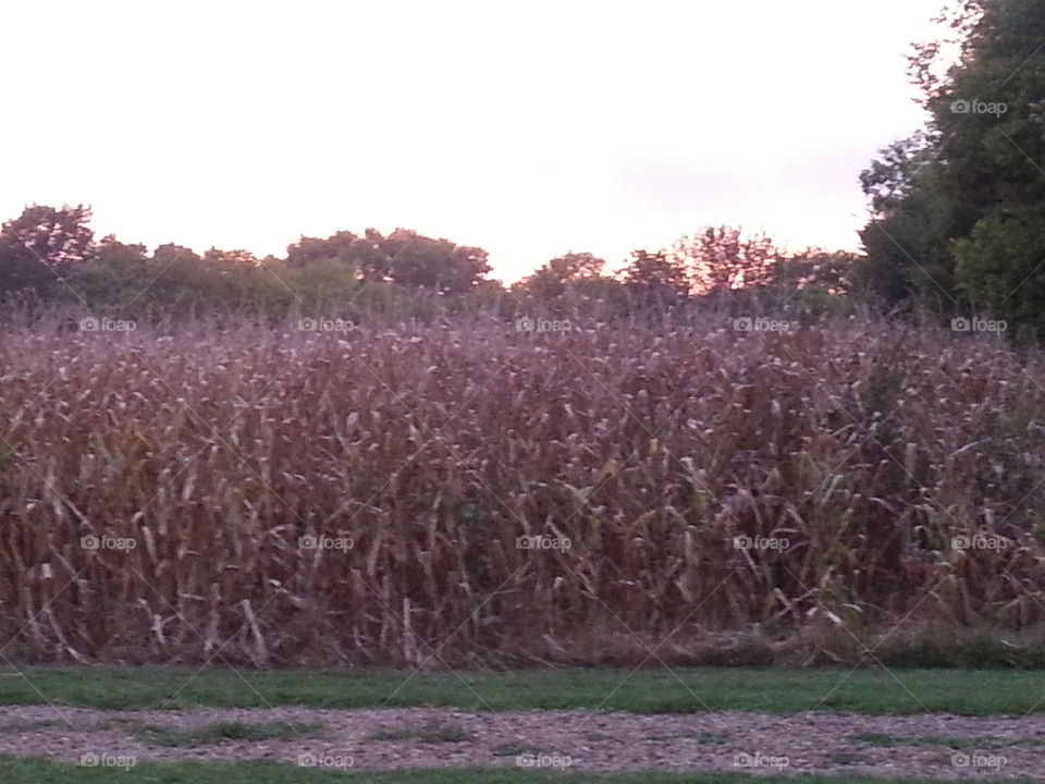 Sun over Corn