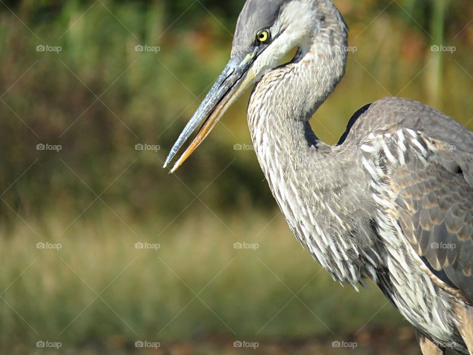 Close-up of heron