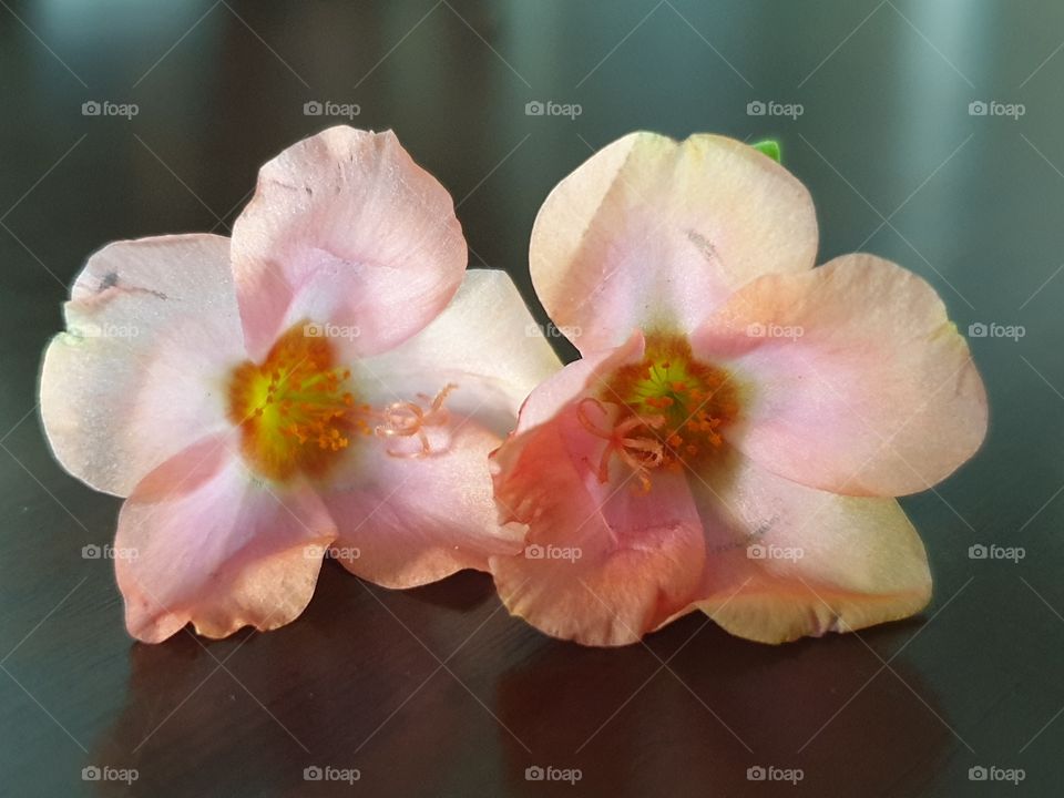 my beautiful Portulaca grandiflora