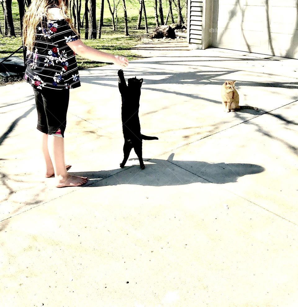 Playing with black kitty with leaf getting kitty to stand on her hind legs to reach it!