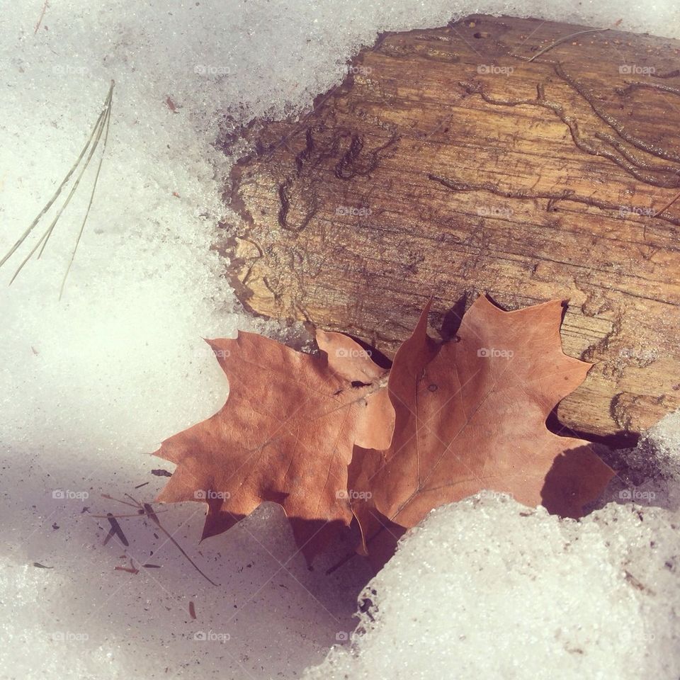 Leaves and Snow
