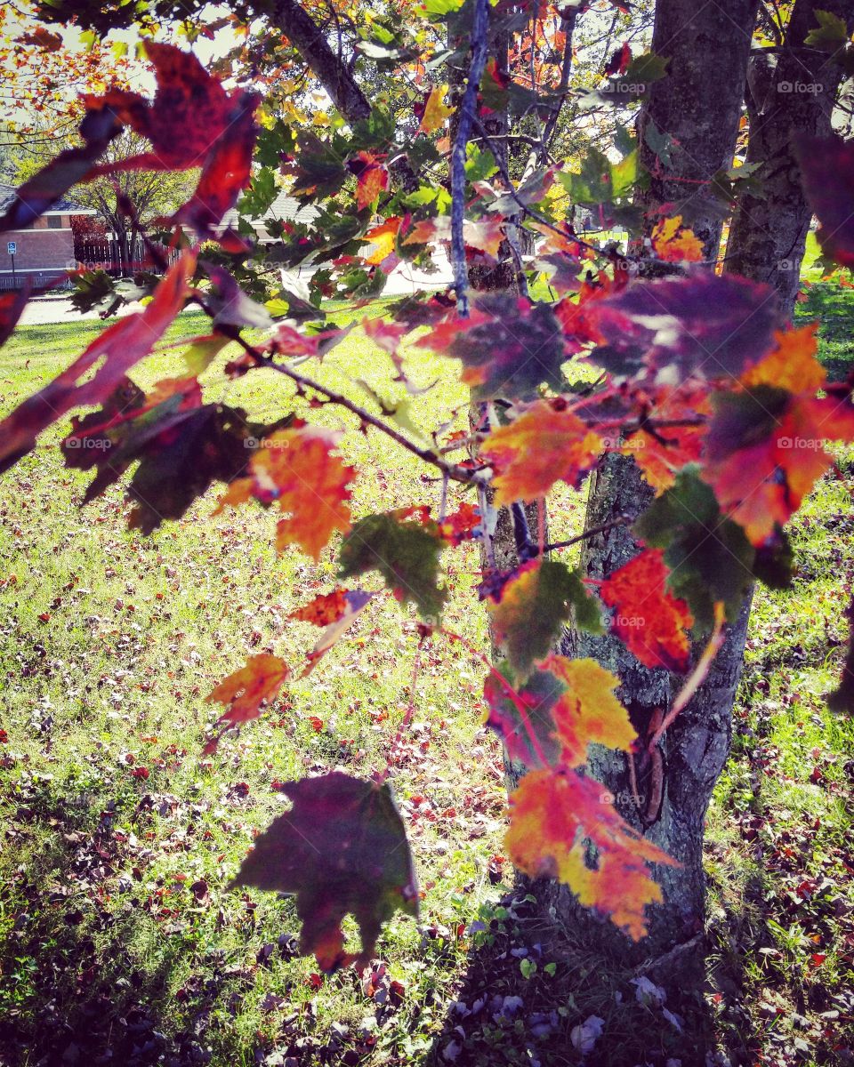 Fall, Leaf, Maple, Color, Season