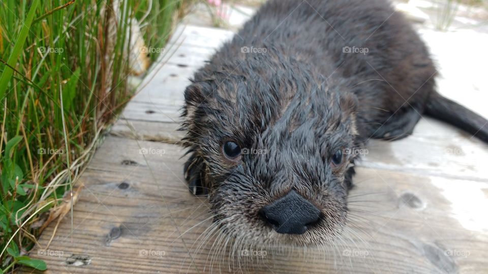 Baby otter close up