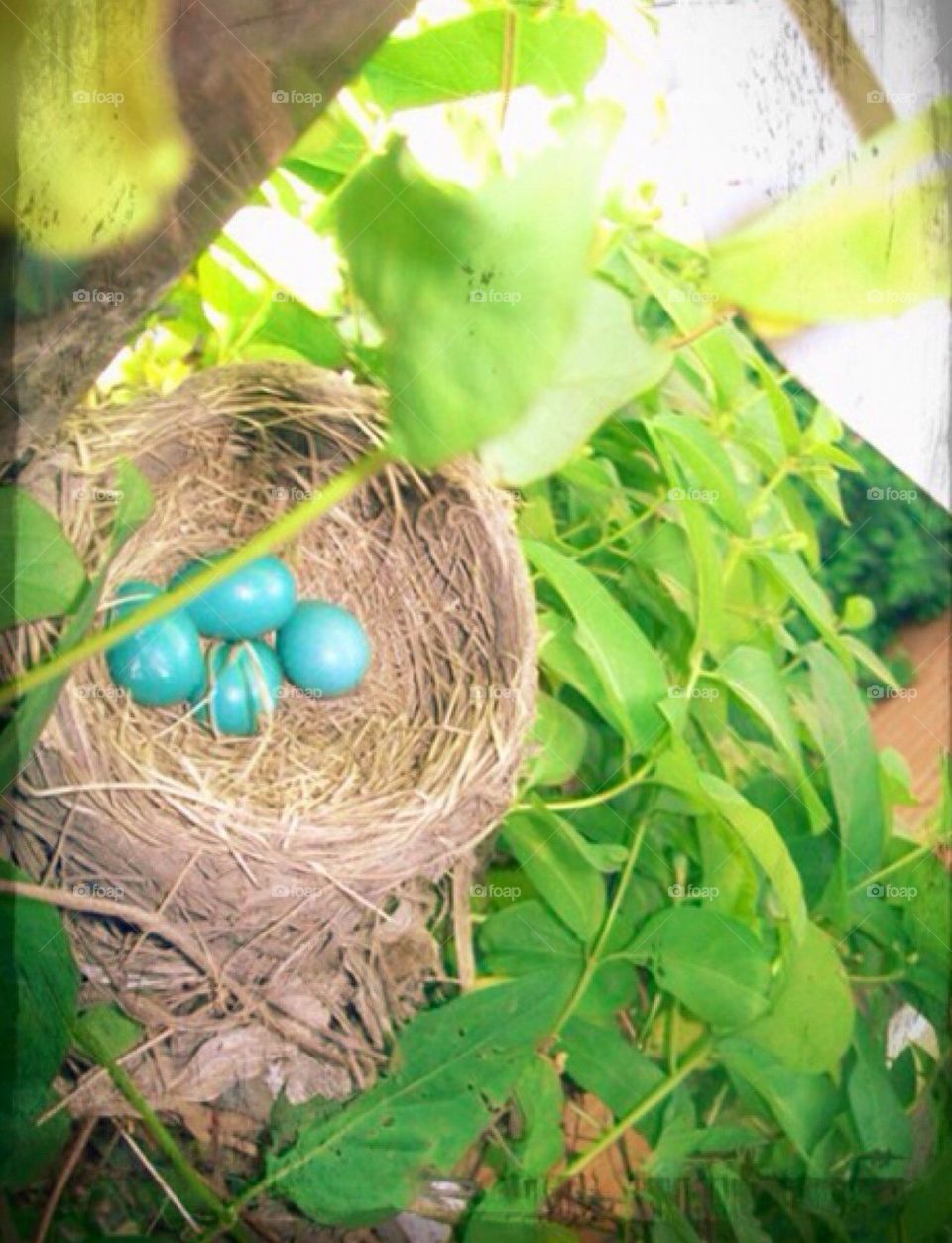 Bird eggs 