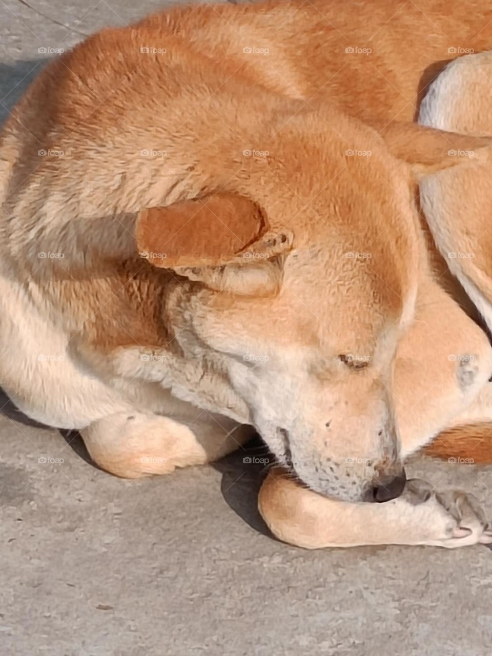 join the dog lovers community