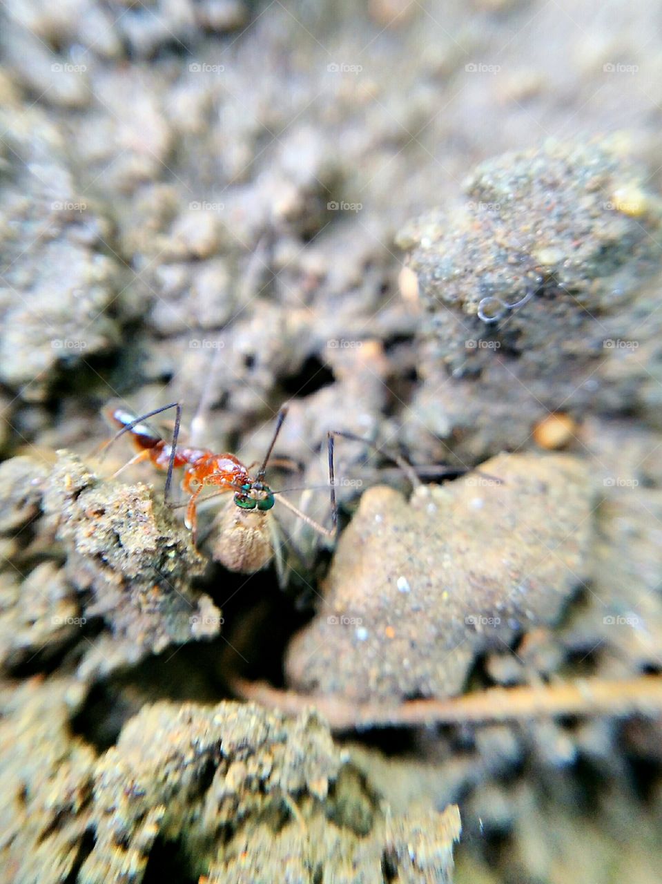 ant