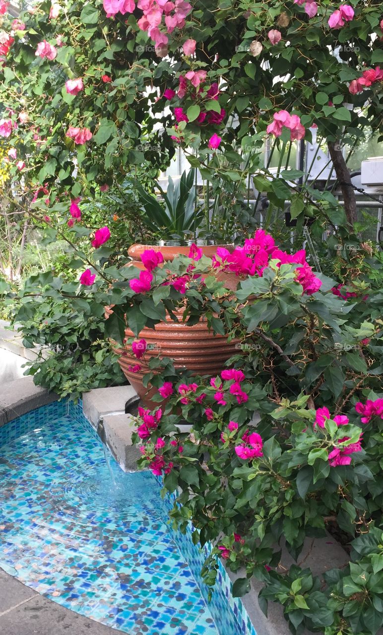 Fountain with pink flowers 