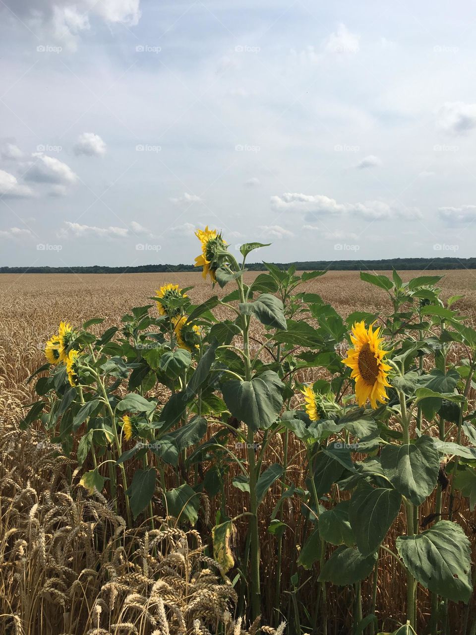 Ukrainian nature Sunflowers and Wheat field 