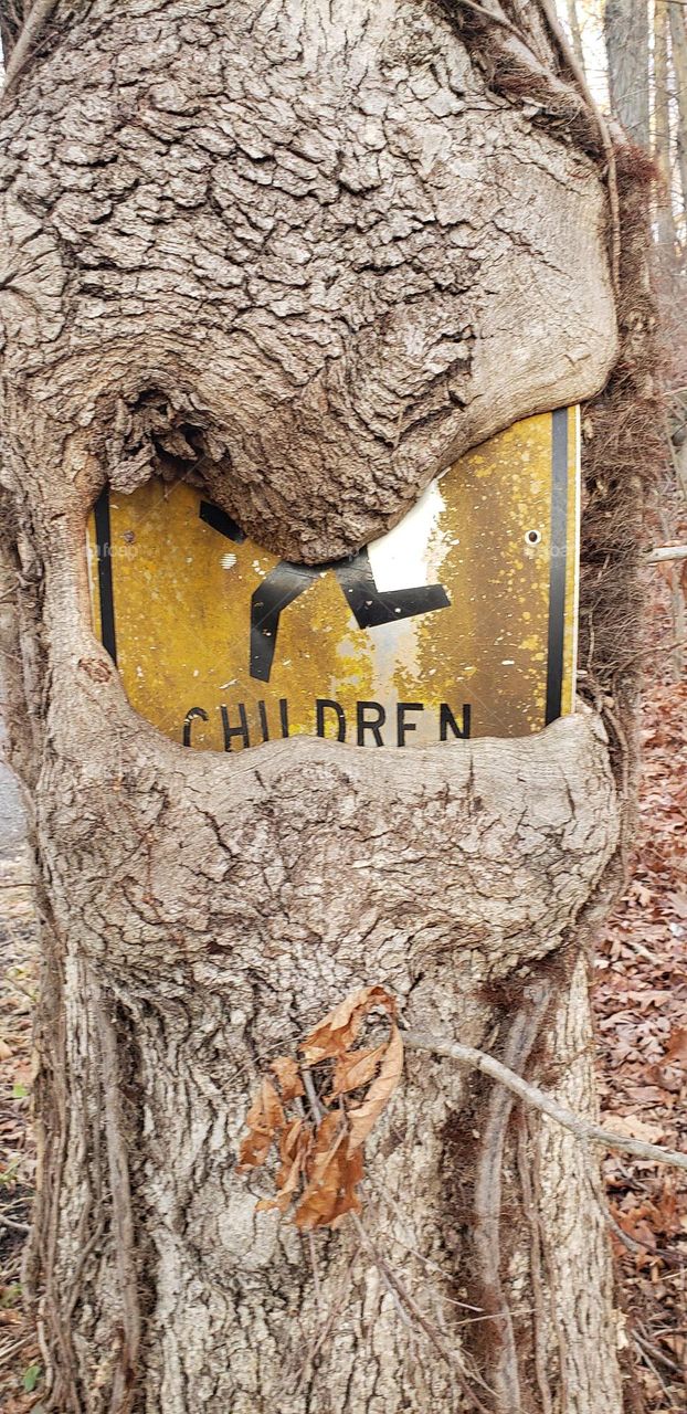 Tree eating a sign