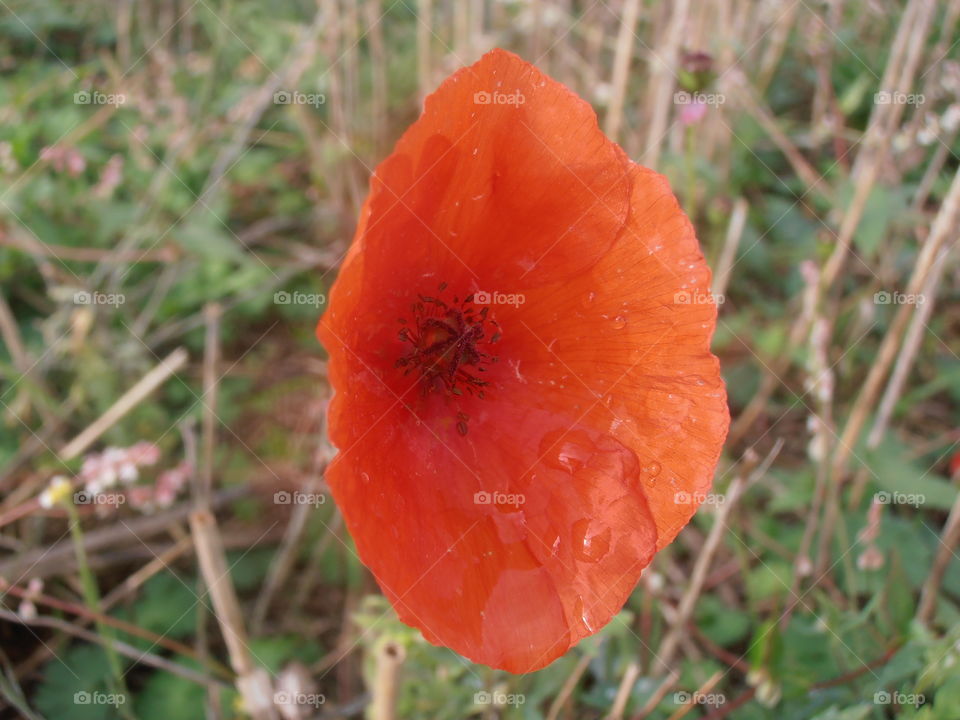 Red Wild Poppy With Rain Drops