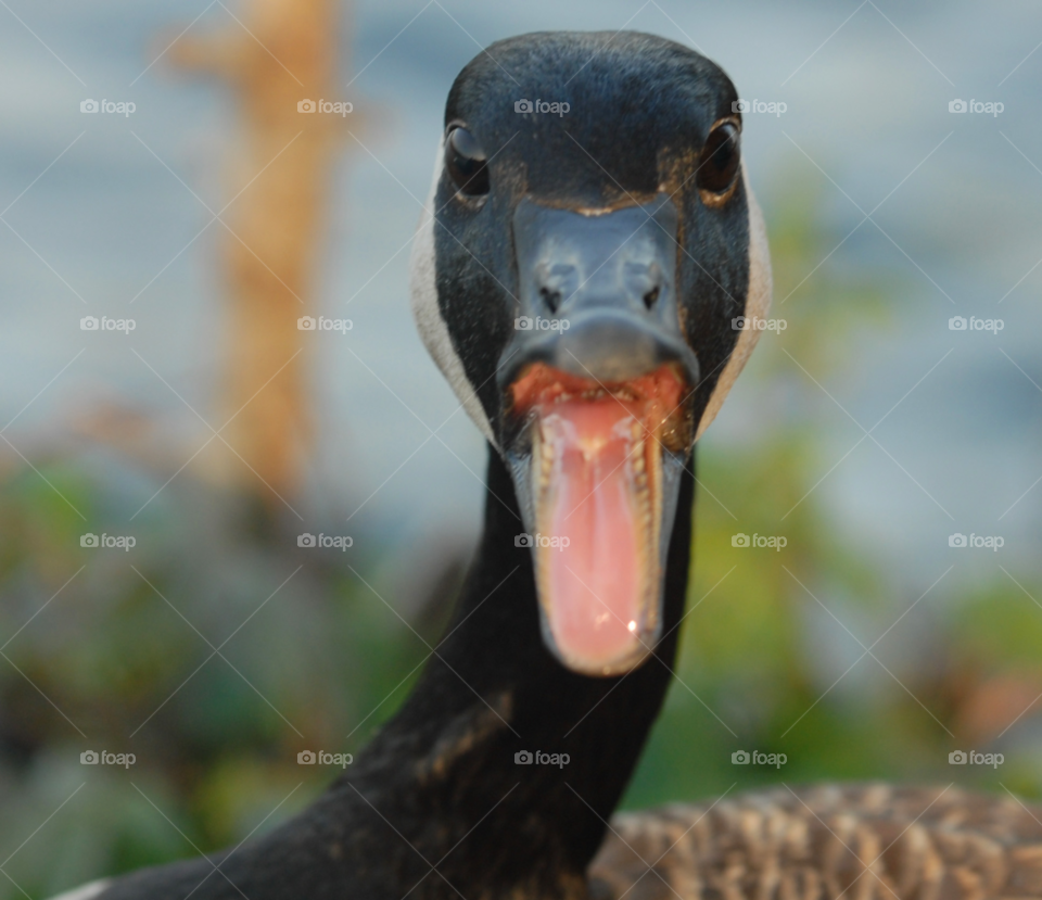 funny bird canada tongue by lightanddrawing