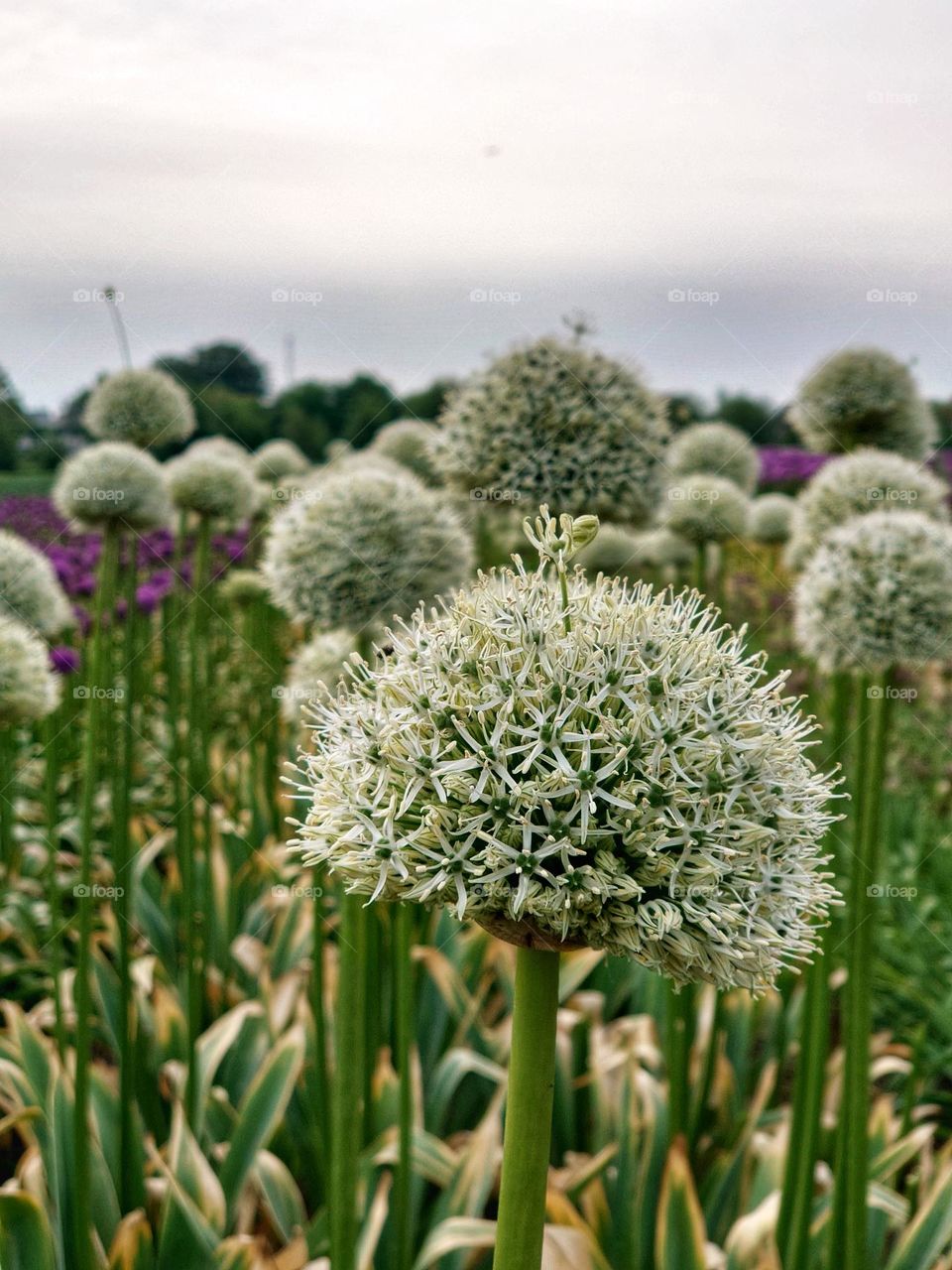 Allium field