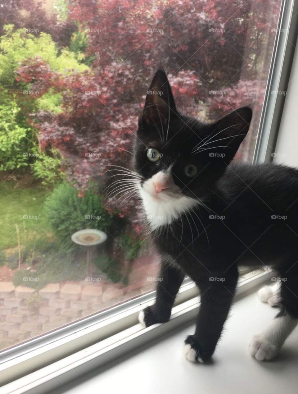 Black and white kitten standing in a window looking at camera