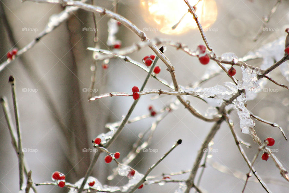 Frozen wild berries in winter