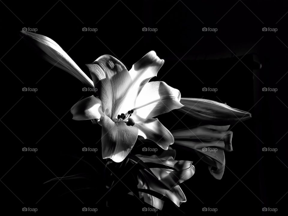 BW flower