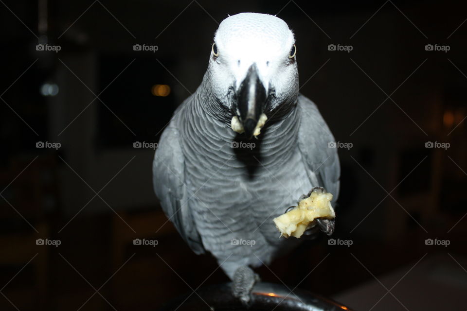 Parrot. Parrot eating banana🍌