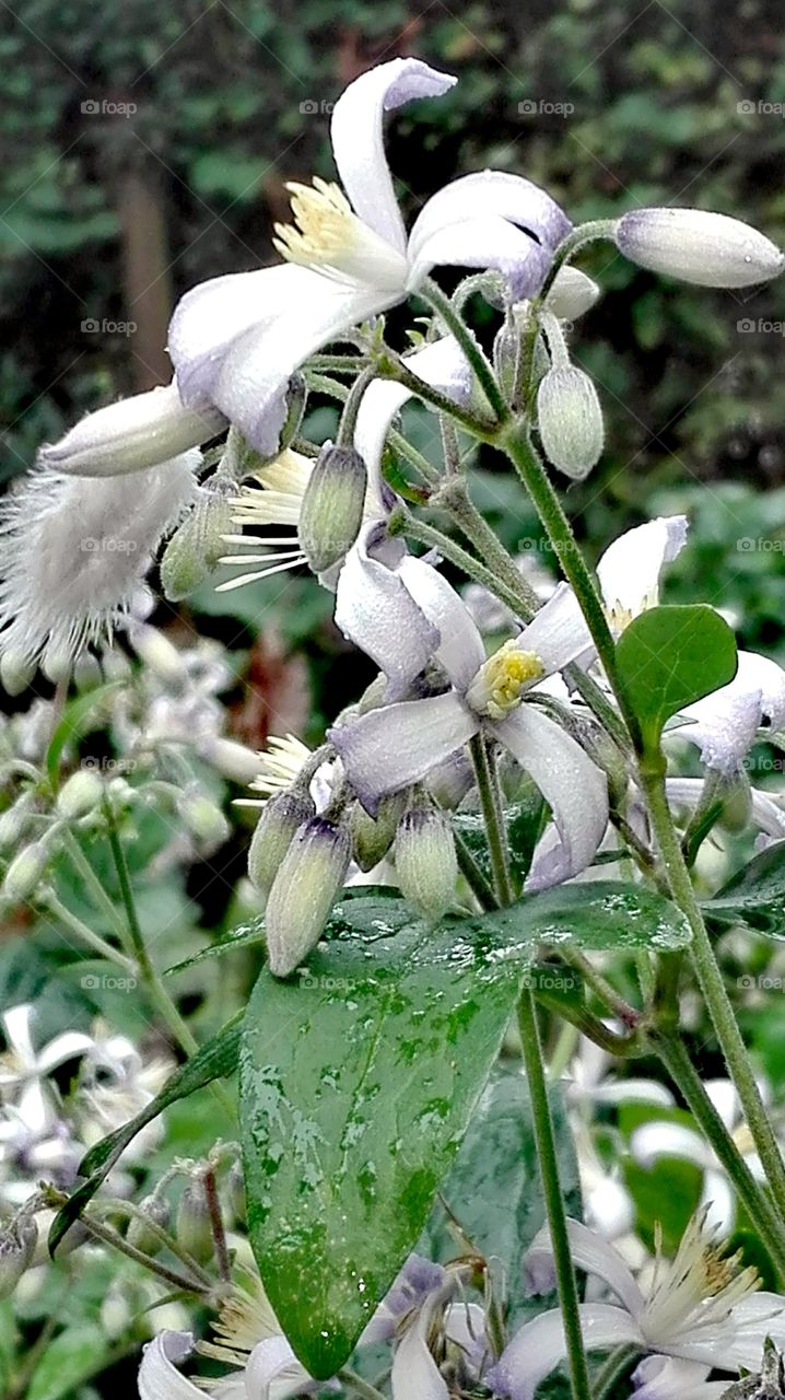 In the garden, after rain..
