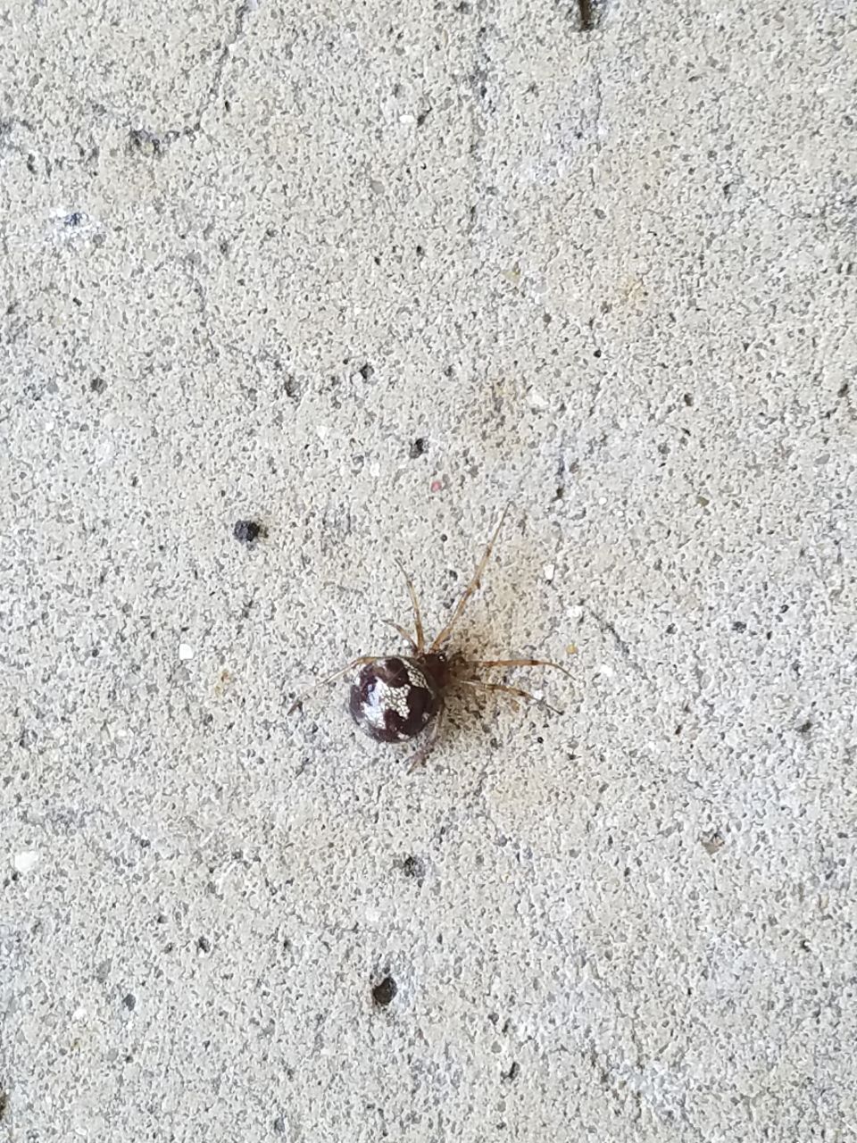 Spider on Grey Concrete