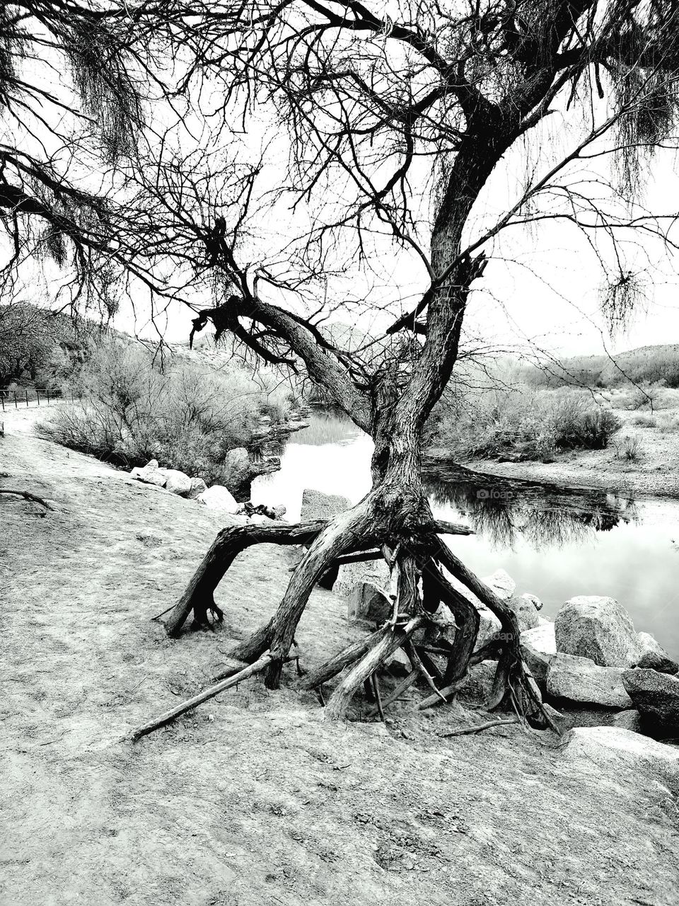 Erosion has left the roots of a tree exposed on the banks of the Salt River near Phoenix Arizona