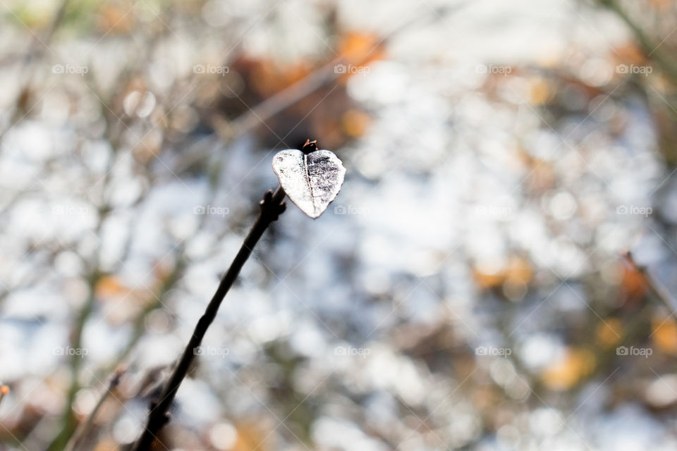 Close-up of leaf during winter