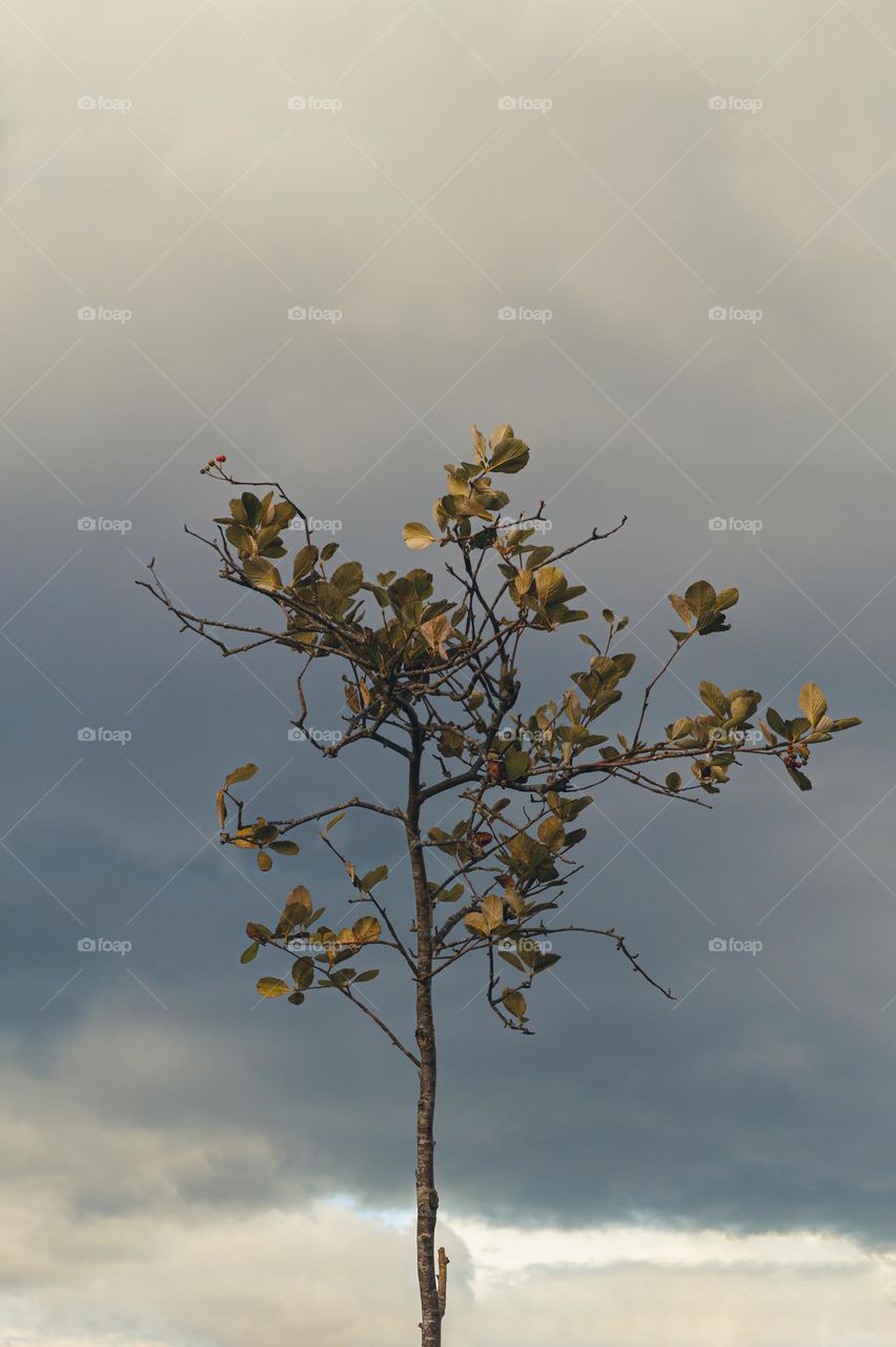 Remaining few leaves on fall bare tree against cloudy skies.